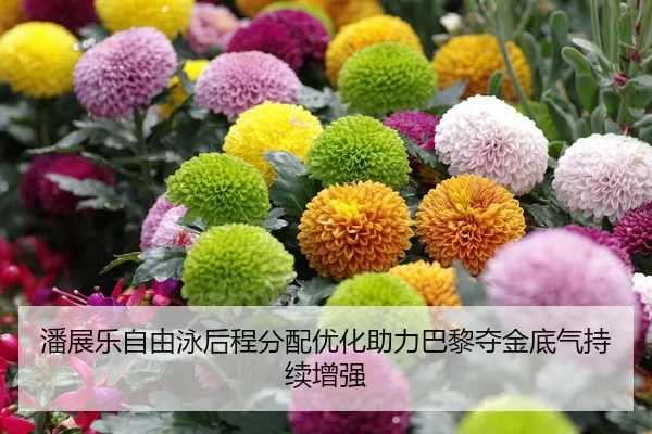 潘展乐自由泳后程分配优化助力巴黎夺金底气持续增强